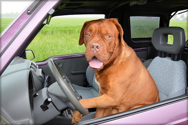 Dog Waiting In Car